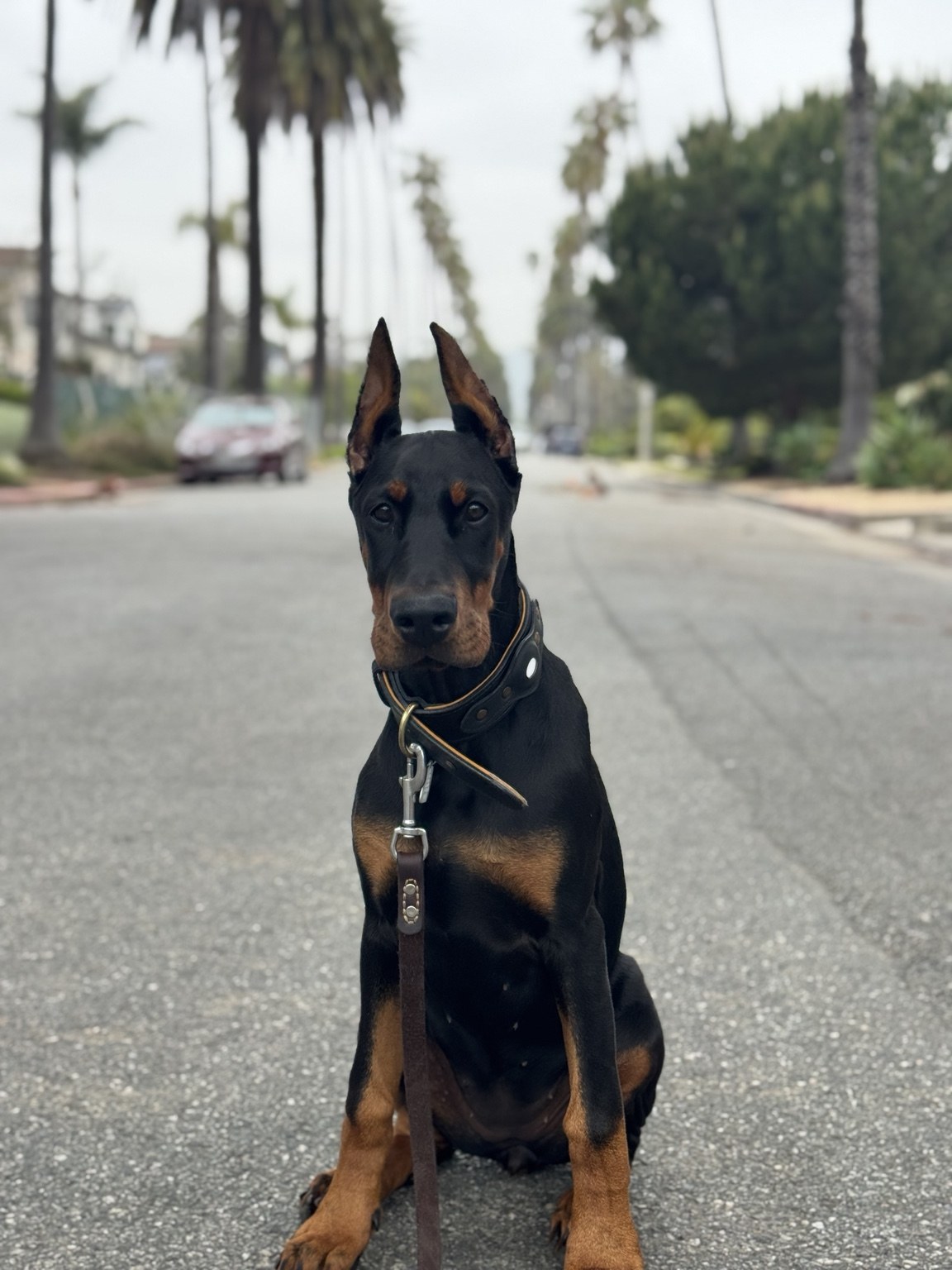 Doberman sitting calmly on a palm-lined Los Angeles street